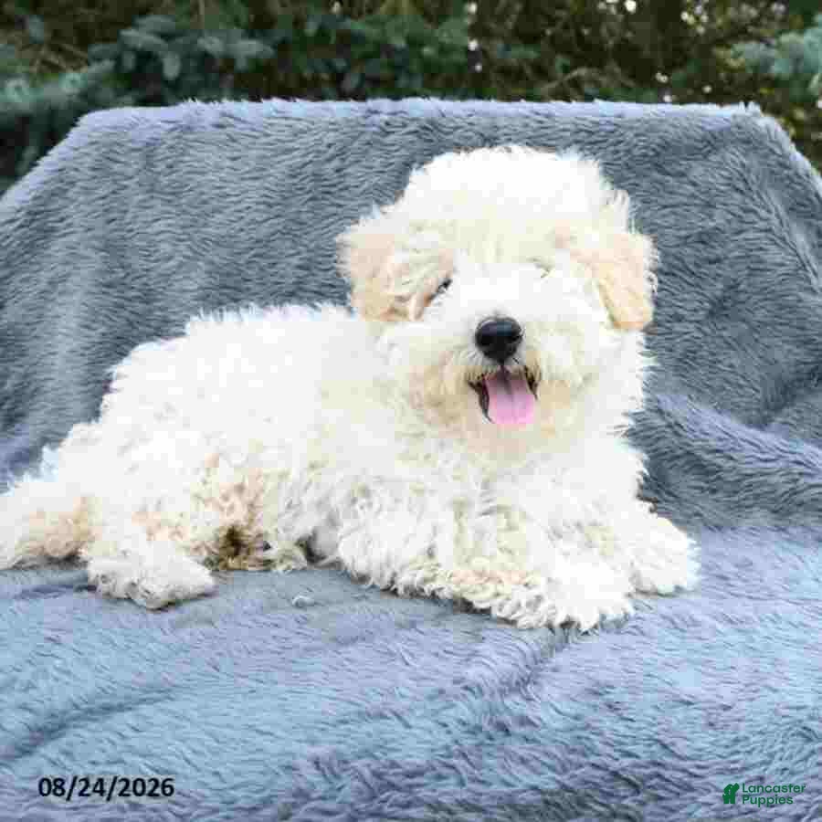 Maltipoo dogs Russell - Ad 2