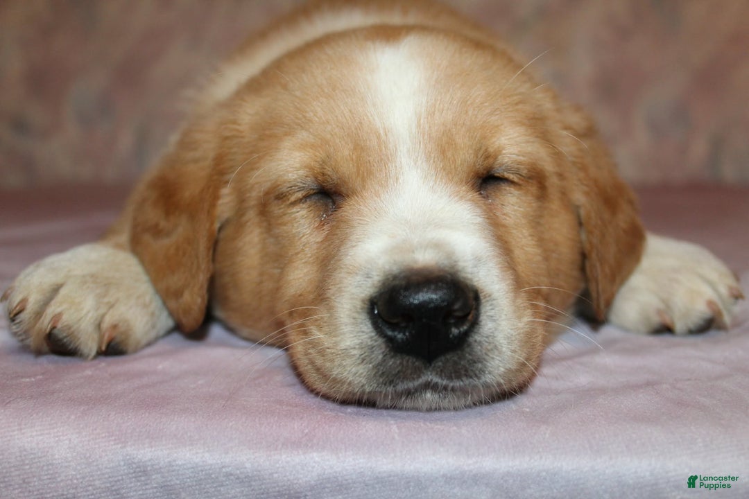 Goldador dogs for sale: Copper - Ad 4