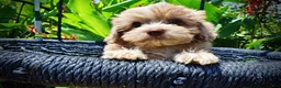 Havapoo dogs for sale: Eartha - Ad 2