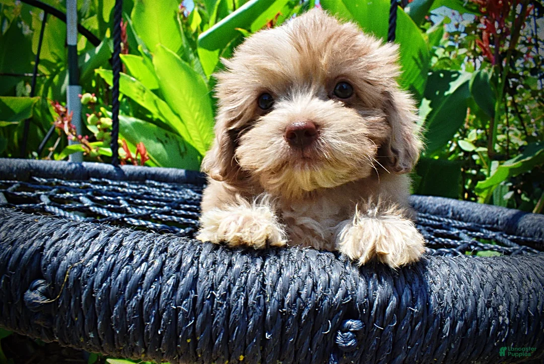 Havapoo dogs for sale: Eartha - Ad 2