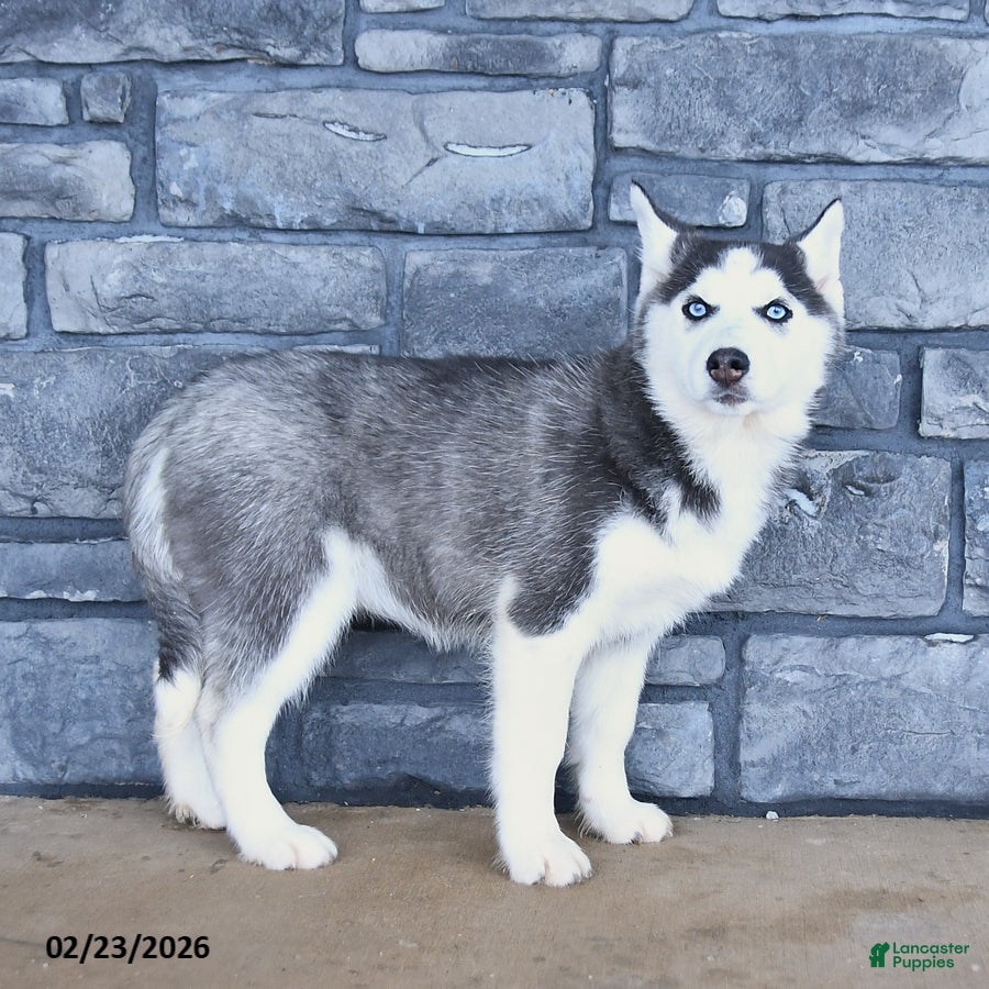 Siberian Husky dogs Cresent - Ad 1