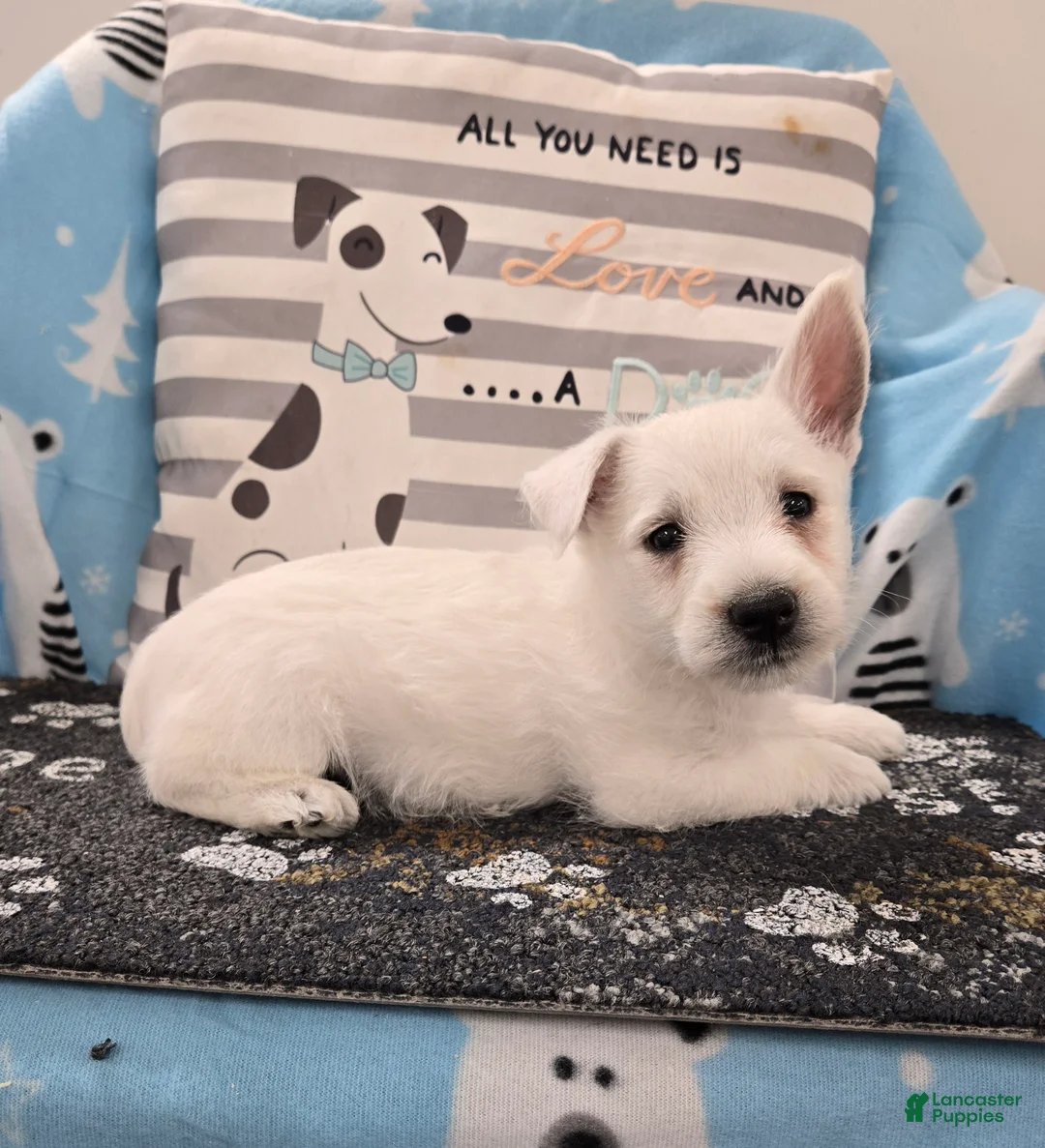 West Highland Terrier dogs for sale: Phil - Ad 2