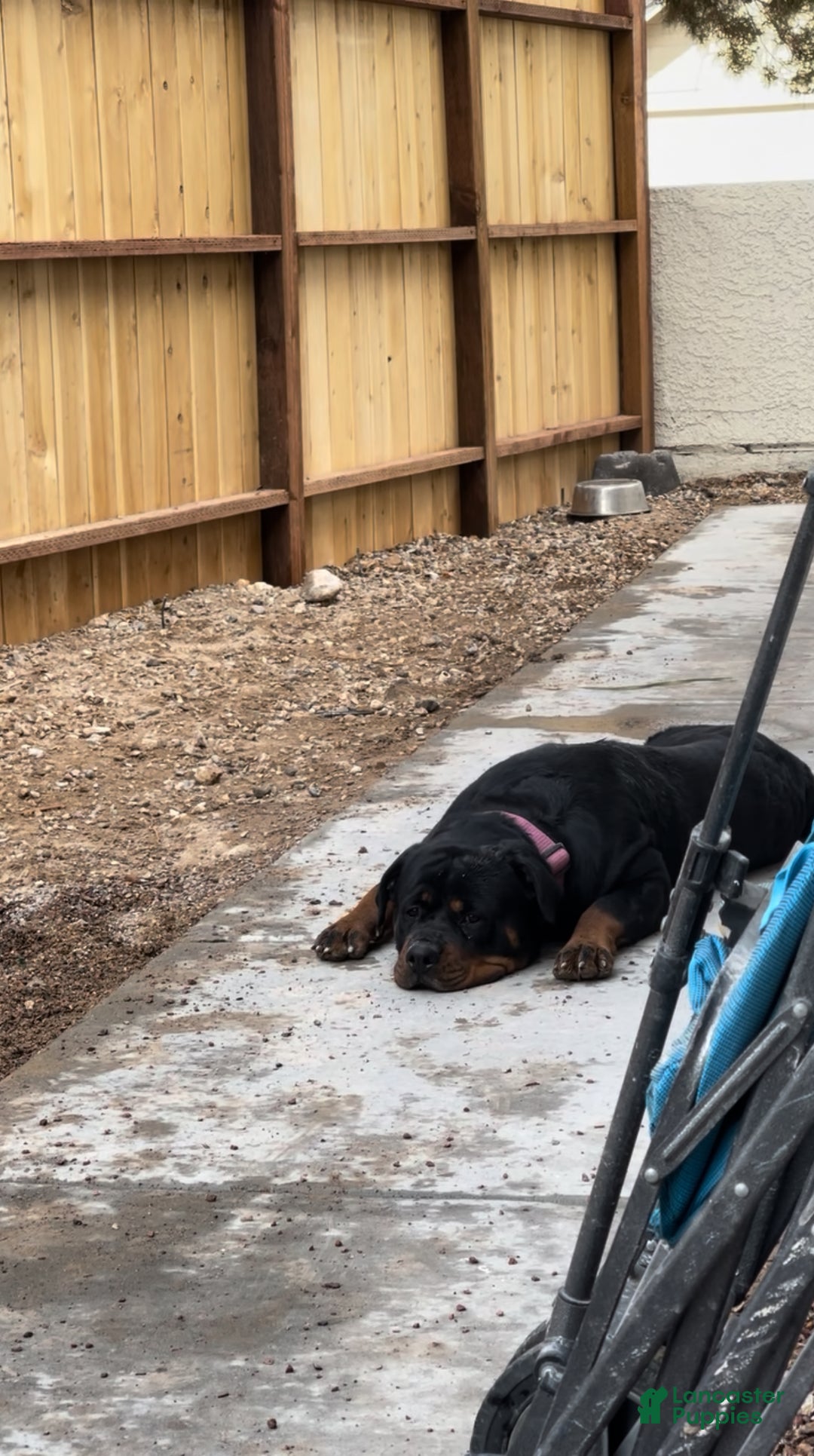 Rottweiler dogs for sale: 3rd Pick Female - Ad 1