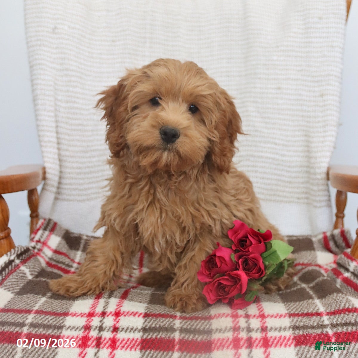 Cockapoo dogs Joy - Ad 2