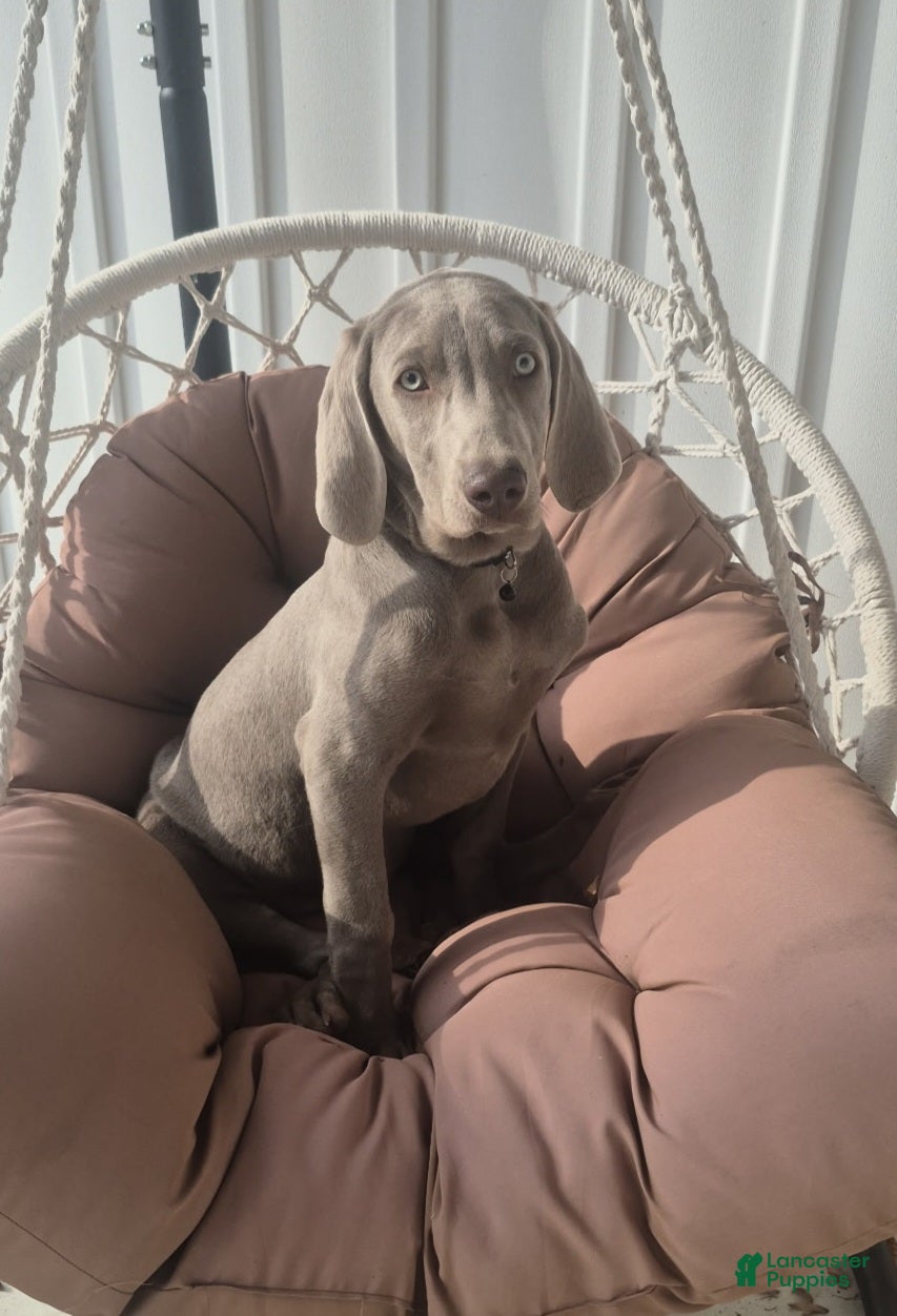 Weimaraner dogs Billy - Ad 3