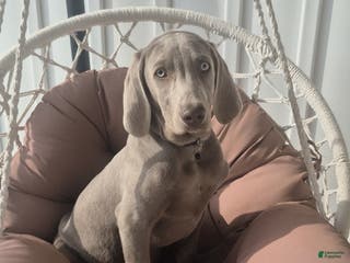 Weimaraner dogs Billy - Ad 6