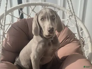 Weimaraner dogs Billy - Ad 3