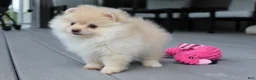 Pomeranian dogs for sale: Cassie - Ad 14