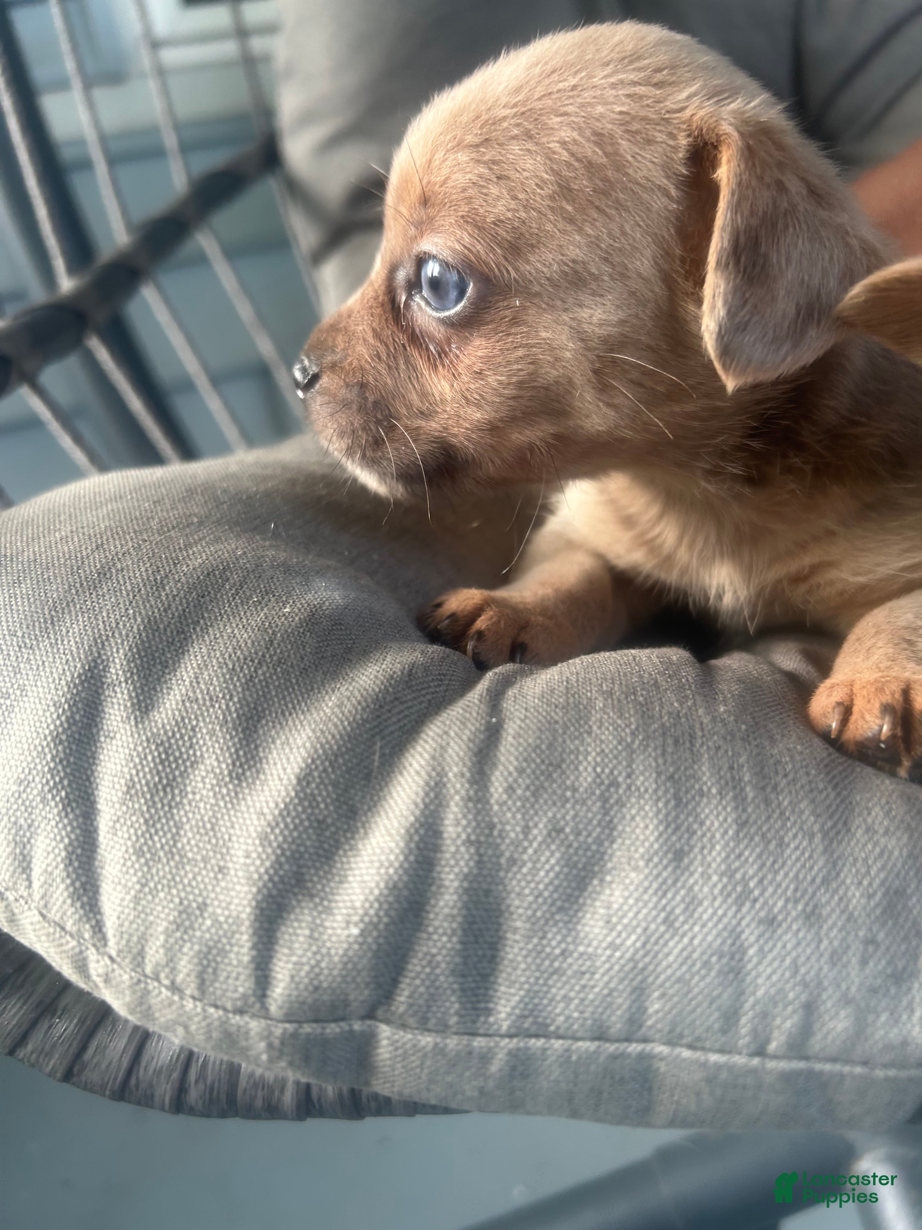 Mixed Breed dogs Beauty  - Ad 5