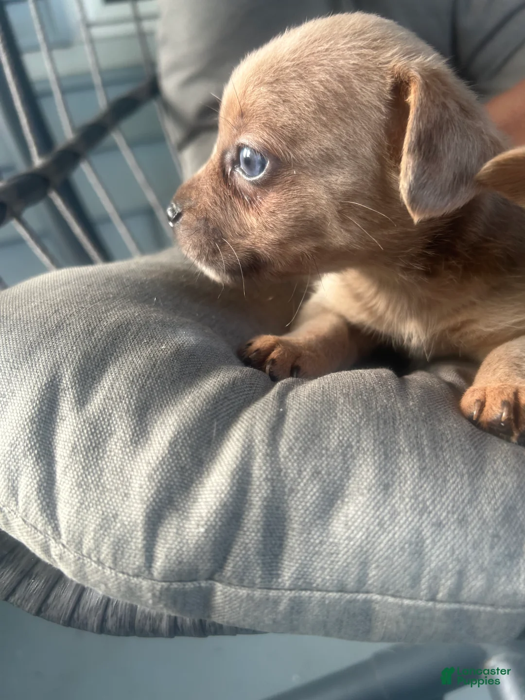 Mixed Breed dogs for sale: Beauty  - Ad 1