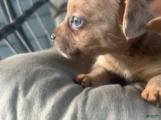 Mixed Breed dogs Beauty - Ad 5