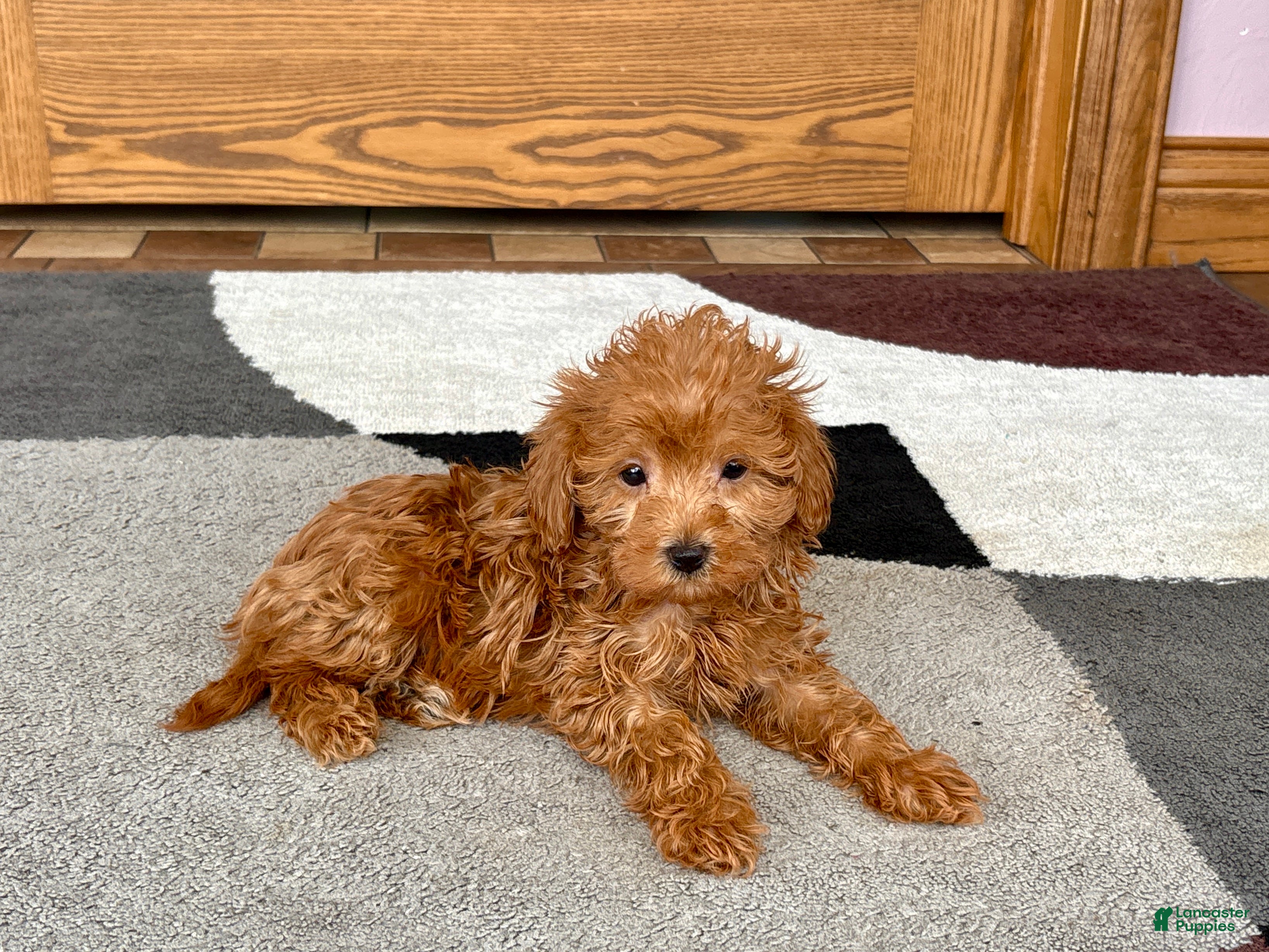 Maltipoo dogs Kyla - Ad 1