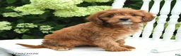 Cavapoo dogs for sale: Dahlia - Ad 4