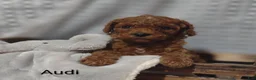 Cavapoo dogs for sale: Cavapoo F1b 3 Audi - Ad 15
