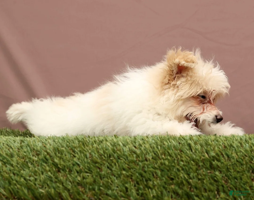 Teddy Bear dogs for sale: Quinn - Ad 5