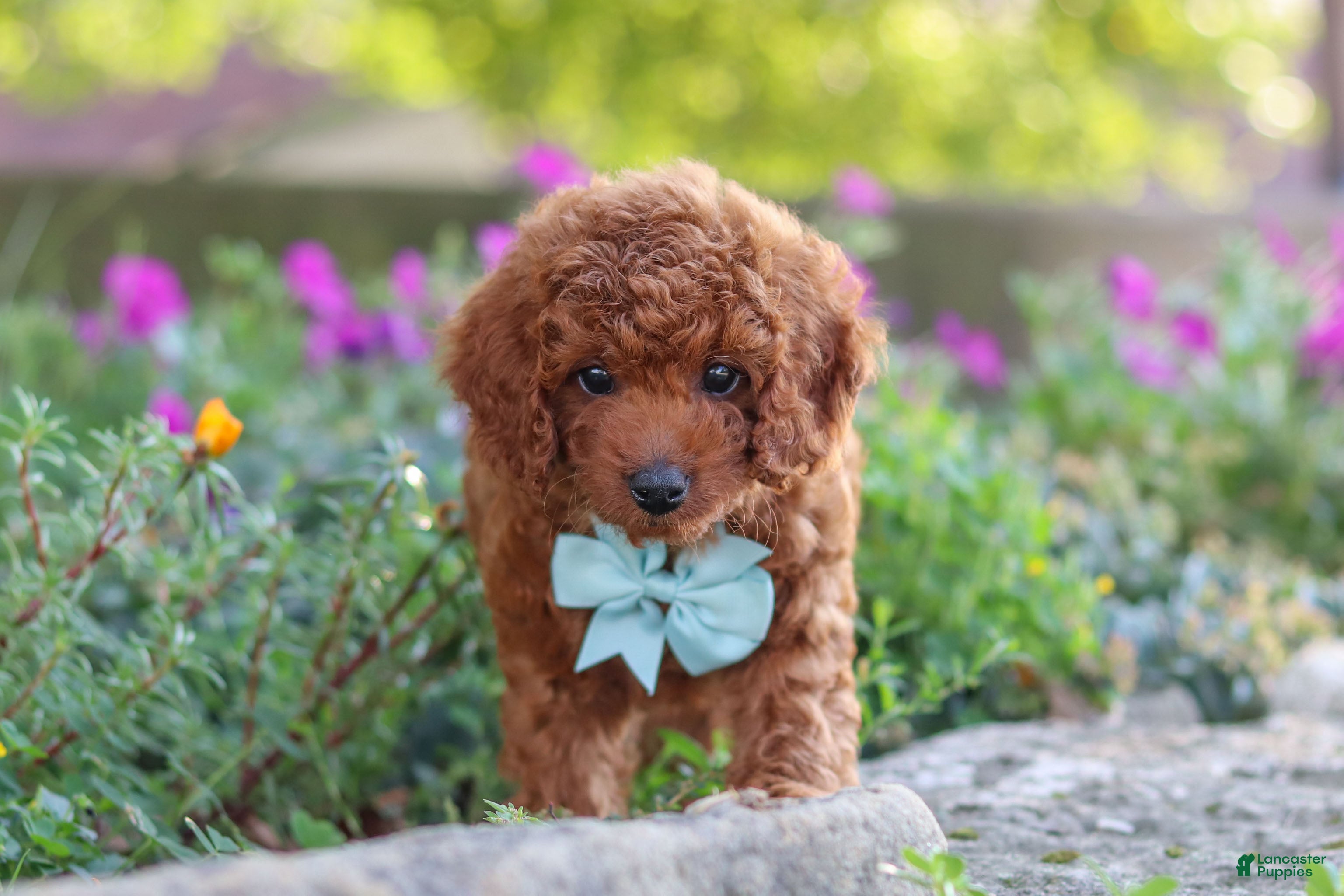 Miniature Poodle dogs Jude - Ad 2