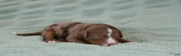 Mixed Breed dogs for sale: Harry Potter - Ad 10