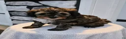 Mini Bernedoodle dogs for sale: Captain - Ad 5