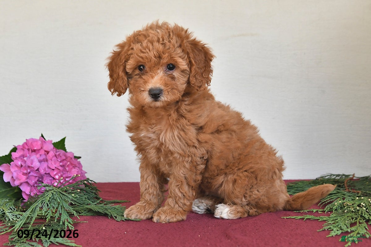 Mini Goldendoodle dogs Penny - Ad 2