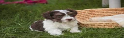 Havanese dogs for sale: Sherlock Havanese  - Ad 14