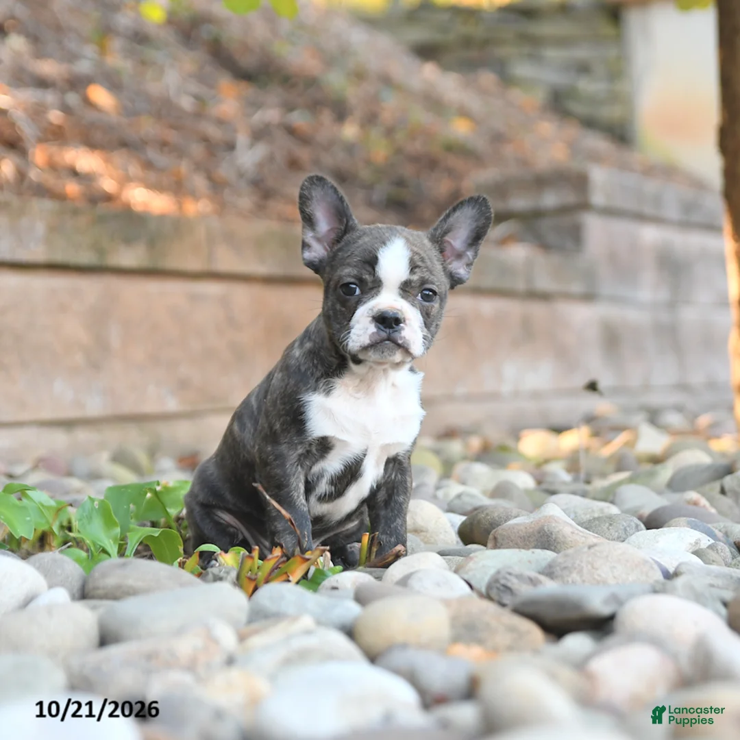 Frenchton dogs for sale: Joey - Ad 3