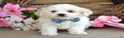 Maltese dogs for sale: Milo - Ad 2