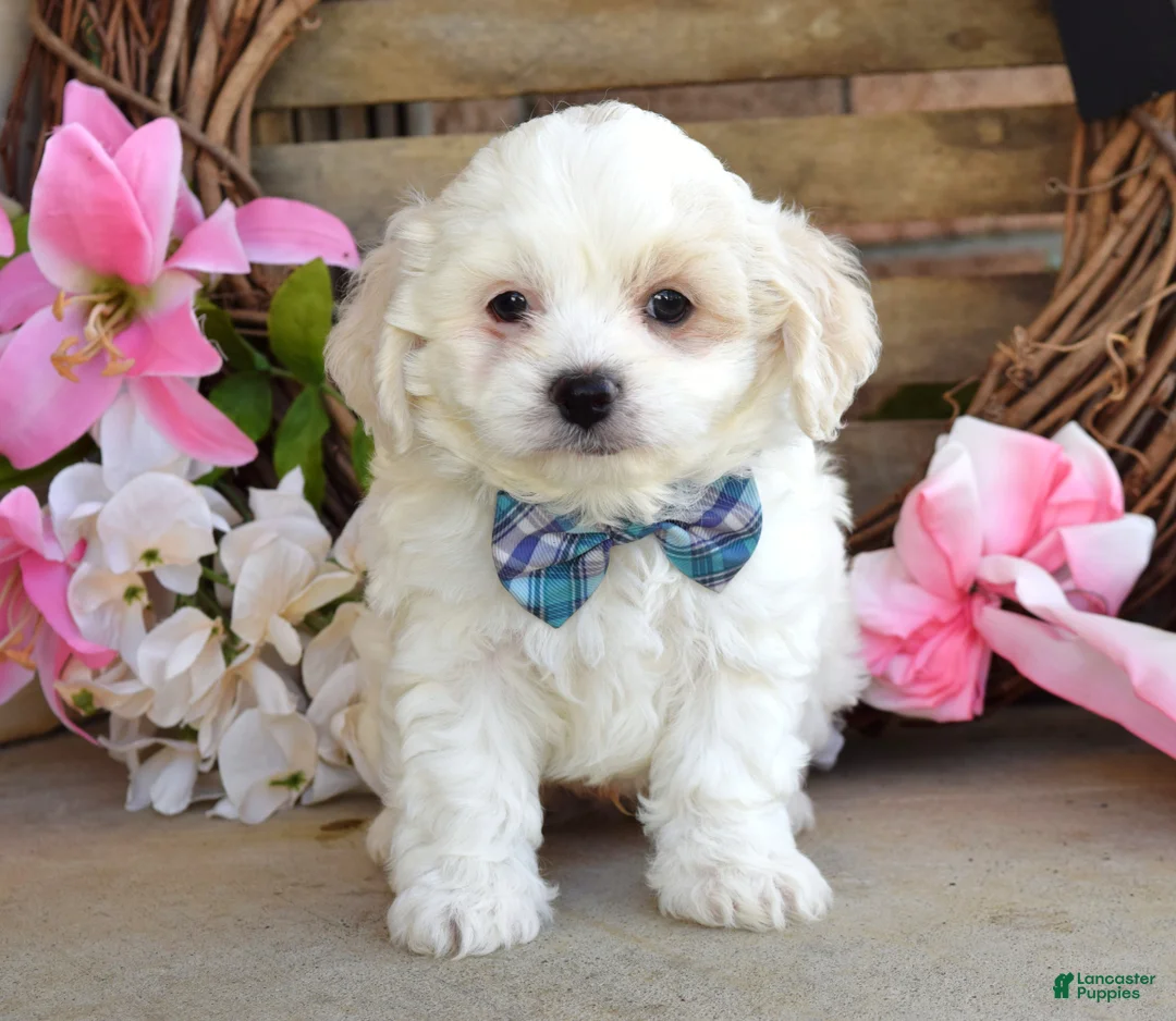 Maltese dogs for sale: Milo - Ad 2