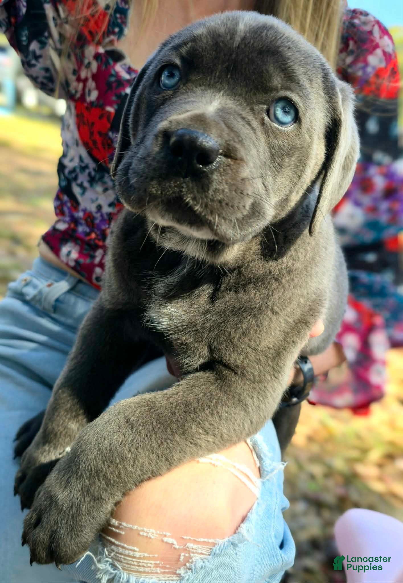 Cane Corso dogs Stella - Ad 1