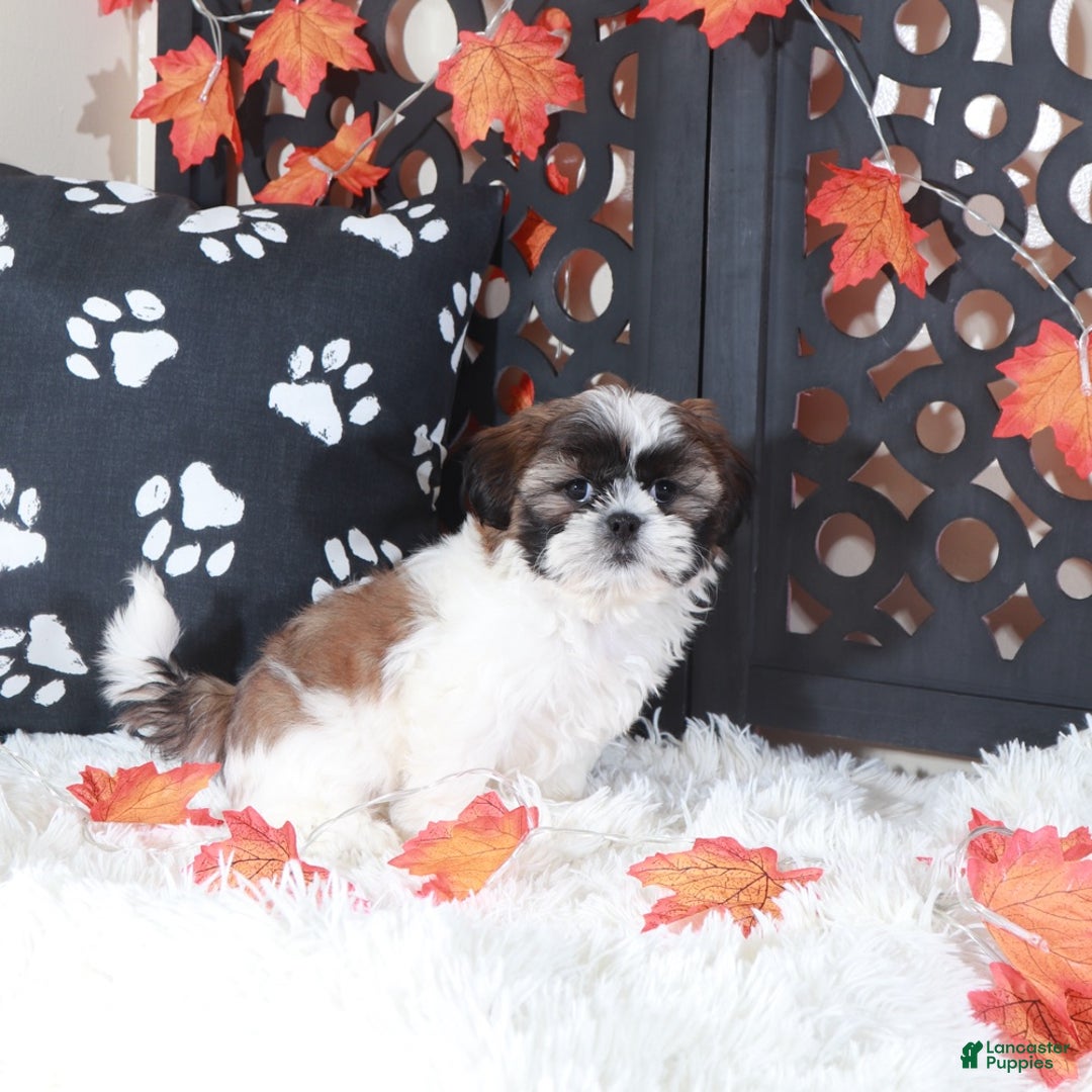 Shih Tzu dogs for sale: Zoro - Ad 5