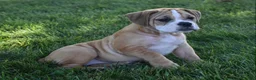 Beabull dogs for sale: Molly  - Ad 3