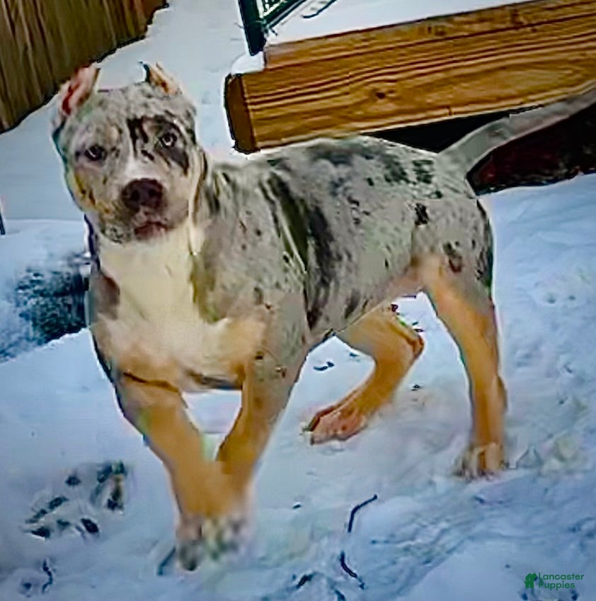 American Bully dogs Blue Moon - Ad 20