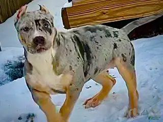 American Bully dogs Blue Moon - Ad 20