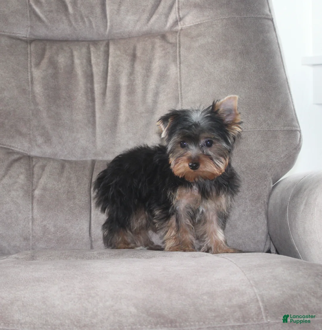 Yorkshire Terrier dogs for sale: Benji - Ad 4