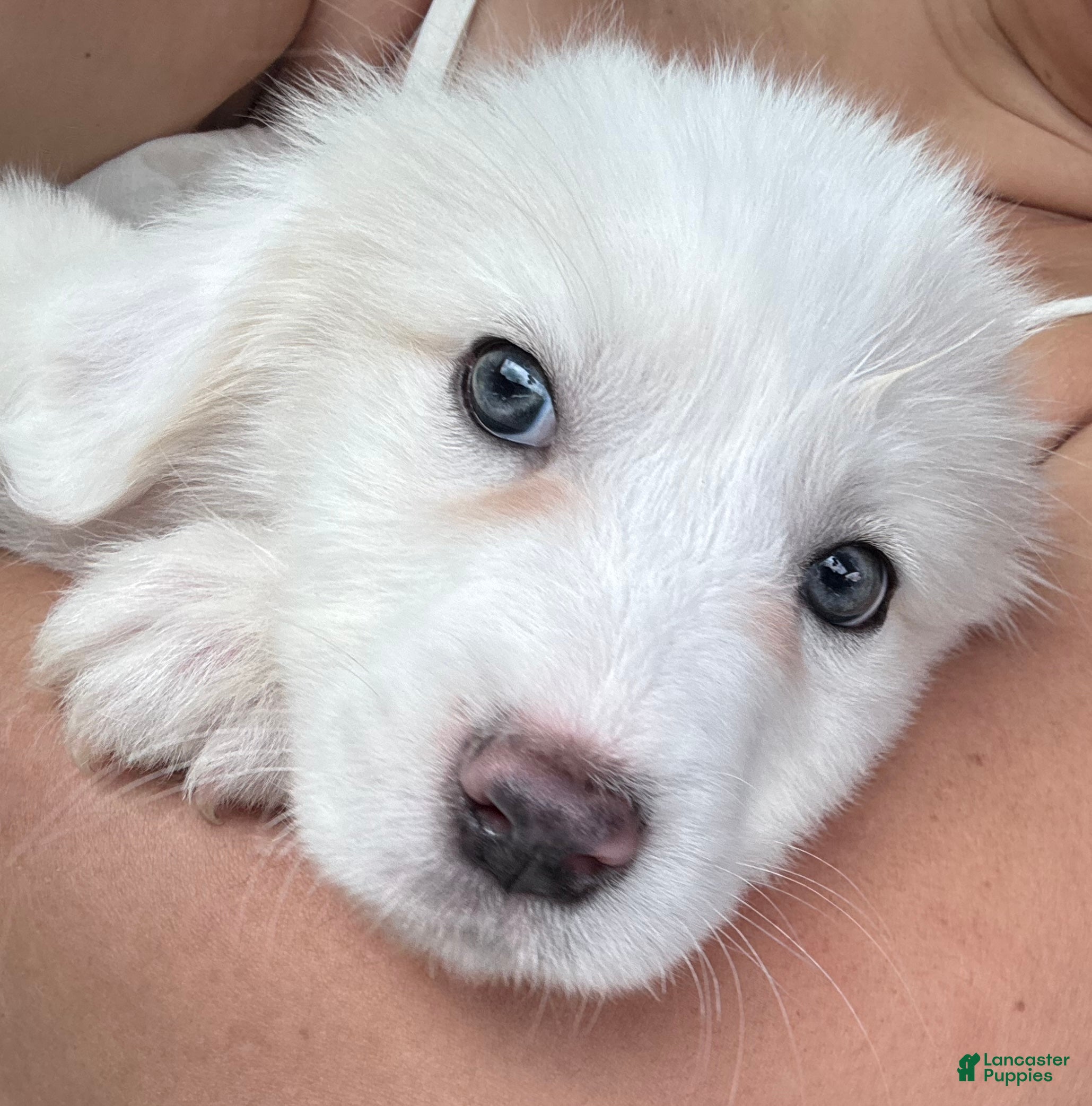 Great Pyrenees dogs Juno  - Ad 1