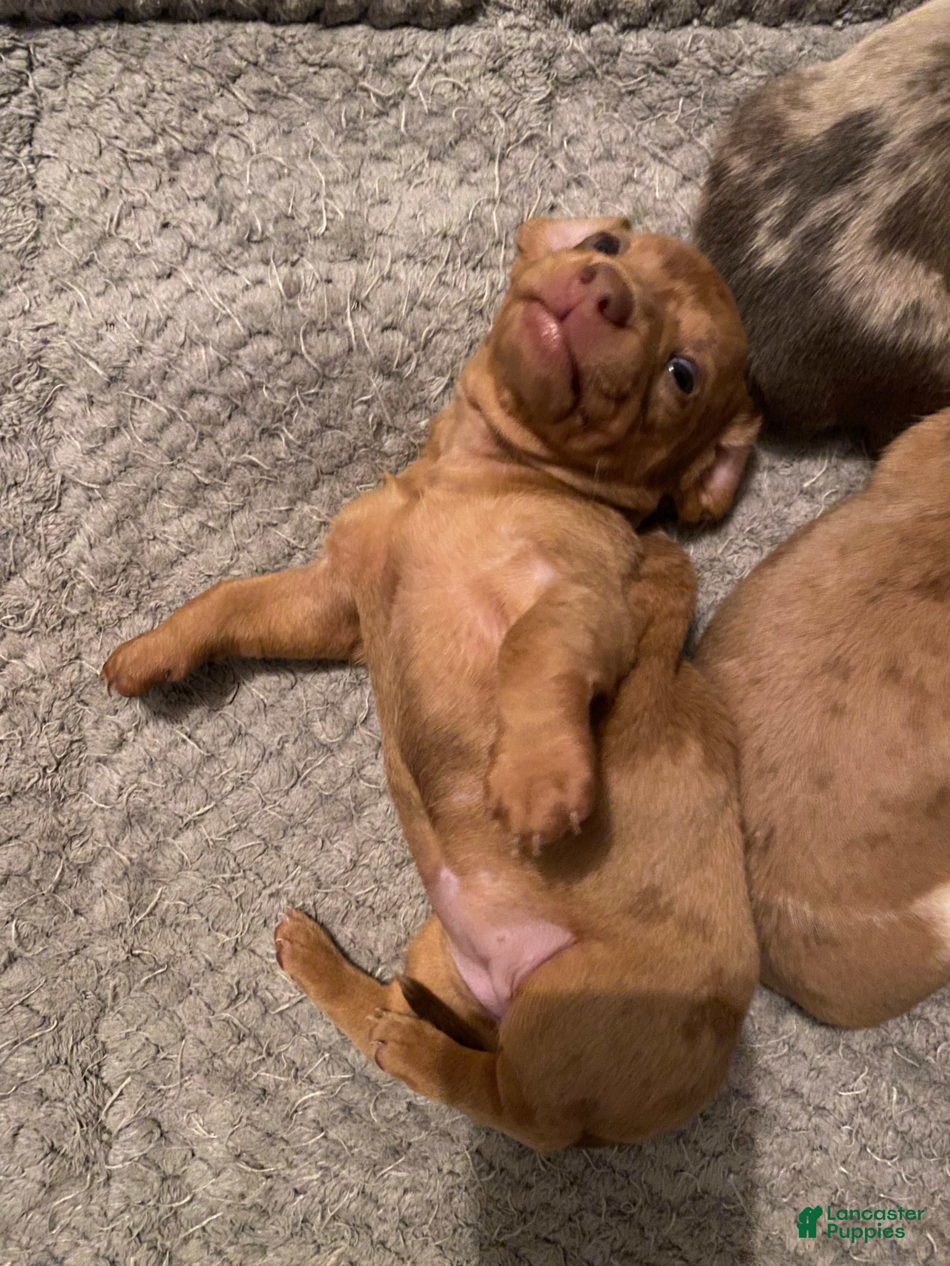 Miniature Dachshund dogs Ginger - Ad 2