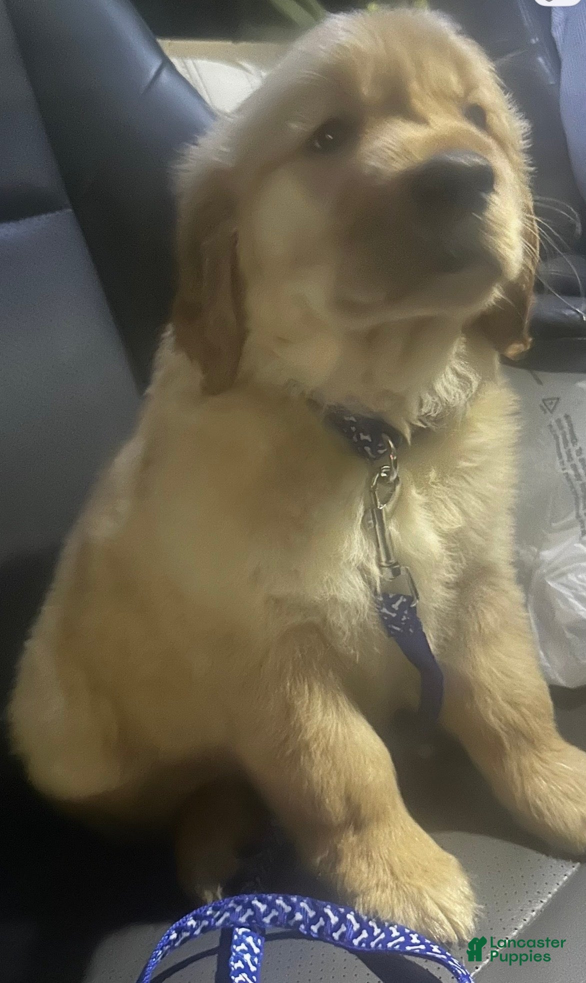 Golden Retriever dogs Golden Retriever Puppy 1 - Ad 20