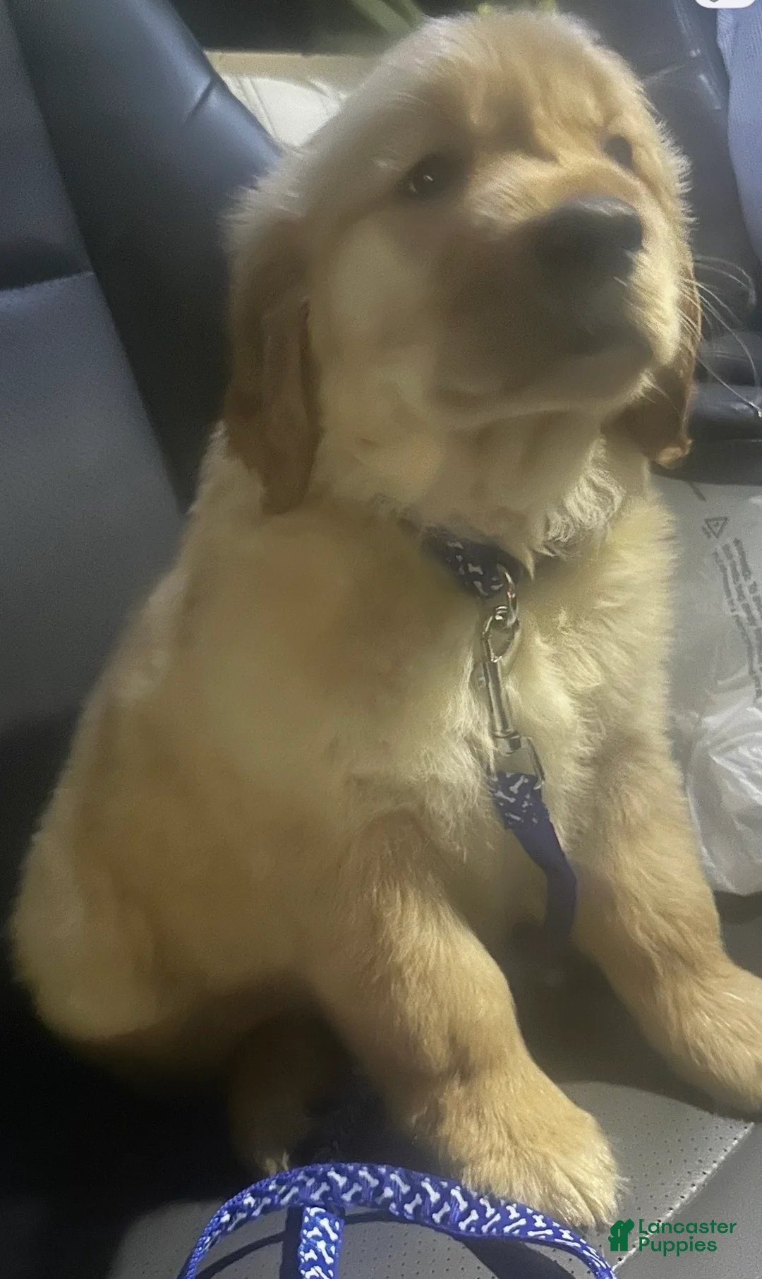 Golden Retriever dogs for sale: Golden Retriever Puppy 1 - Ad 1