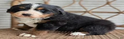 Bernese Mountain Dog dogs for sale: Hazel - Ad 5
