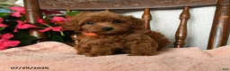 Maltipoo dogs for sale: Steward - Ad 4