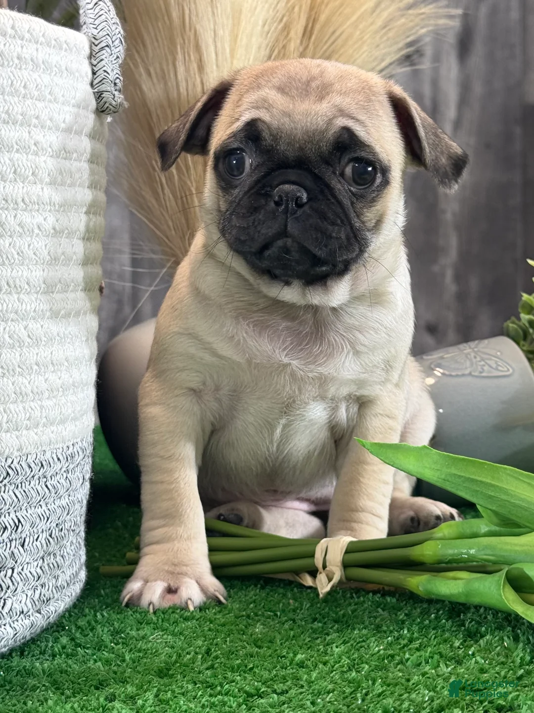 Pug dogs for sale: Peggy - Ad 5