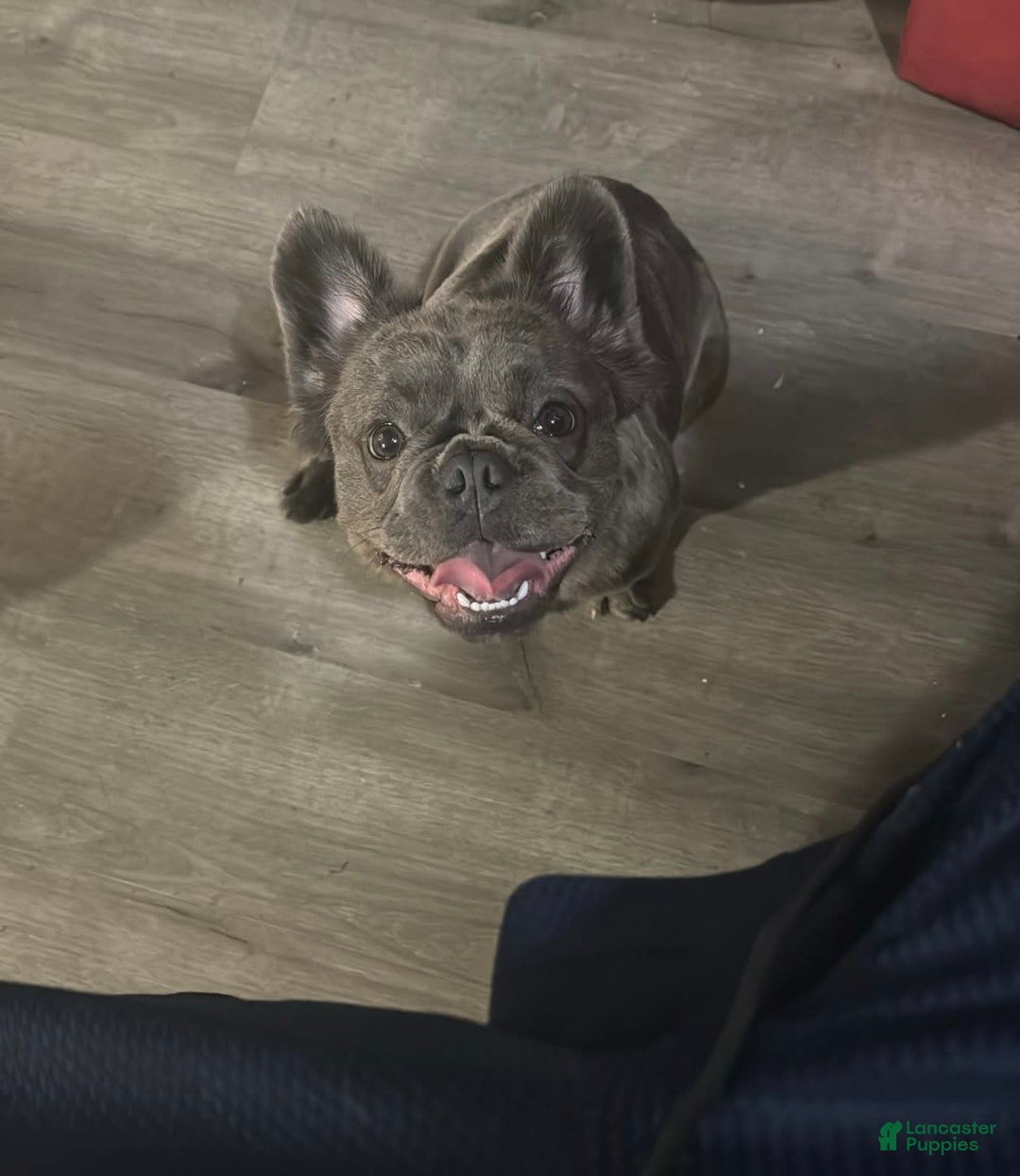 Gallery Image {{count}}