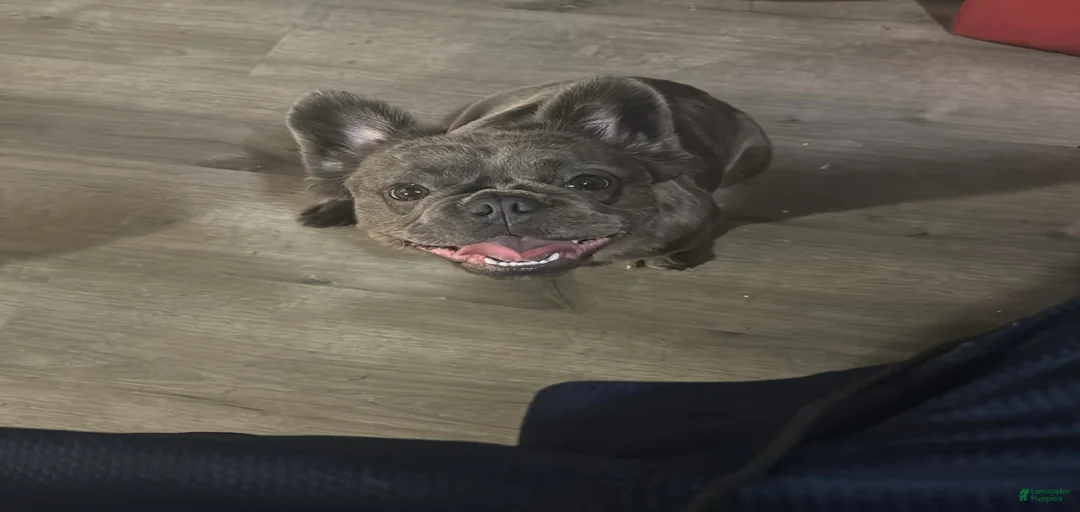 Gallery Image {{count}}