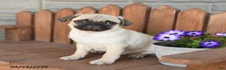 Pug dogs for sale: Alex - Ad 3