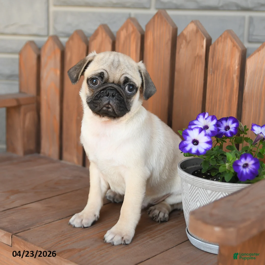 Pug dogs for sale: Alex - Ad 3