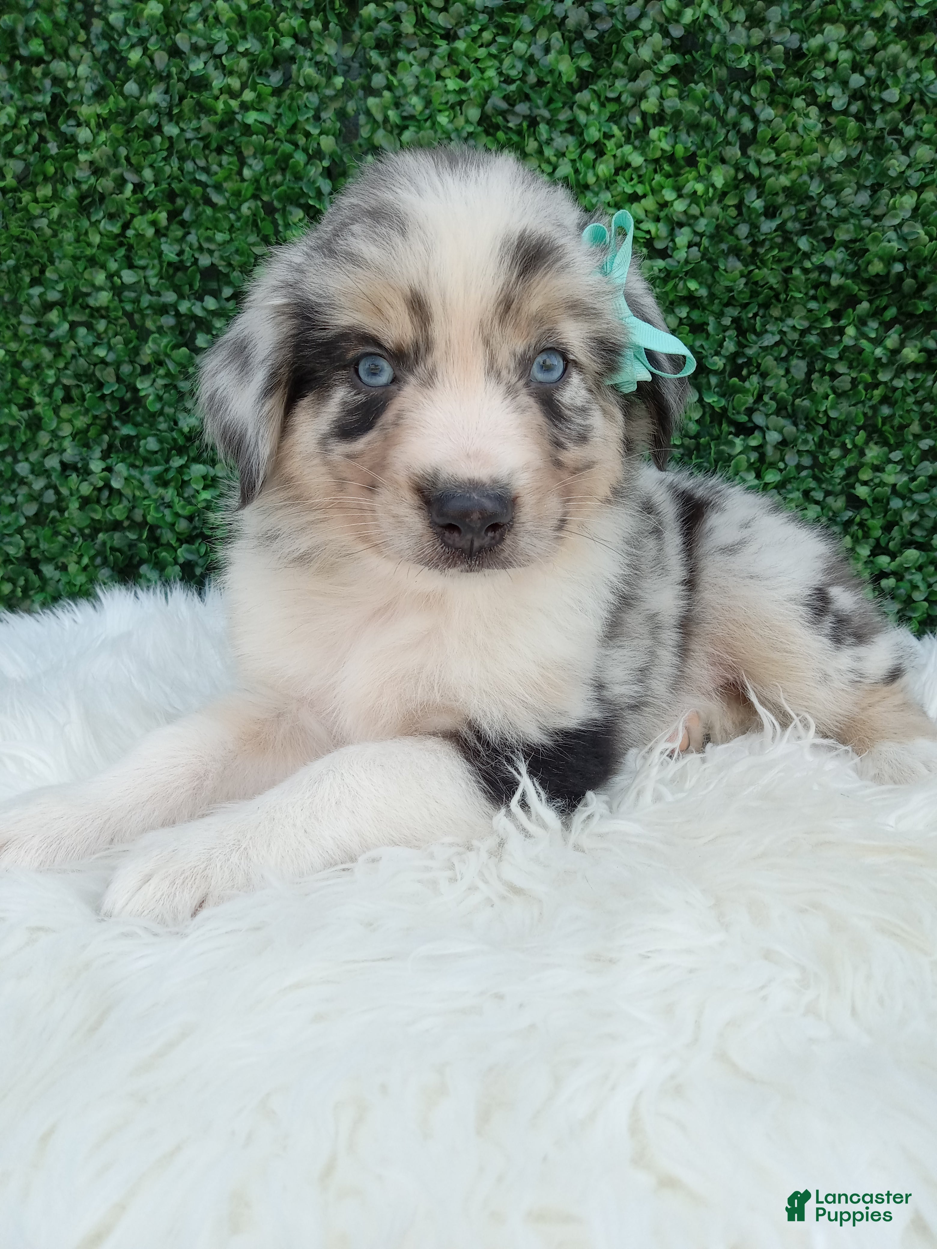 Australian Shepherd dogs Charles - Ad 1