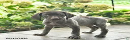German Shorthaired Pointer dogs for sale: Daisy  - Ad 5