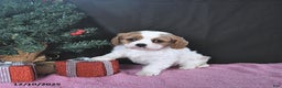 Cavalier King Charles Spaniel dogs for sale: Ava CHAMPION BLOODLINES - Ad 4