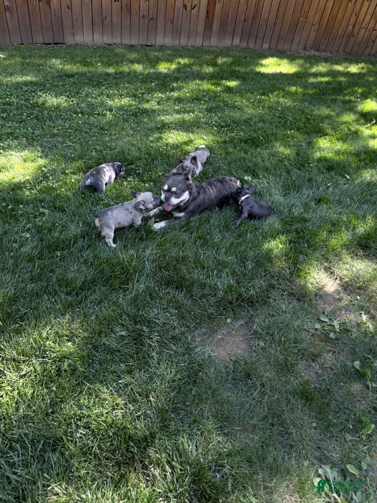 French Bulldog dogs French Bulldog 3 - Ad 2