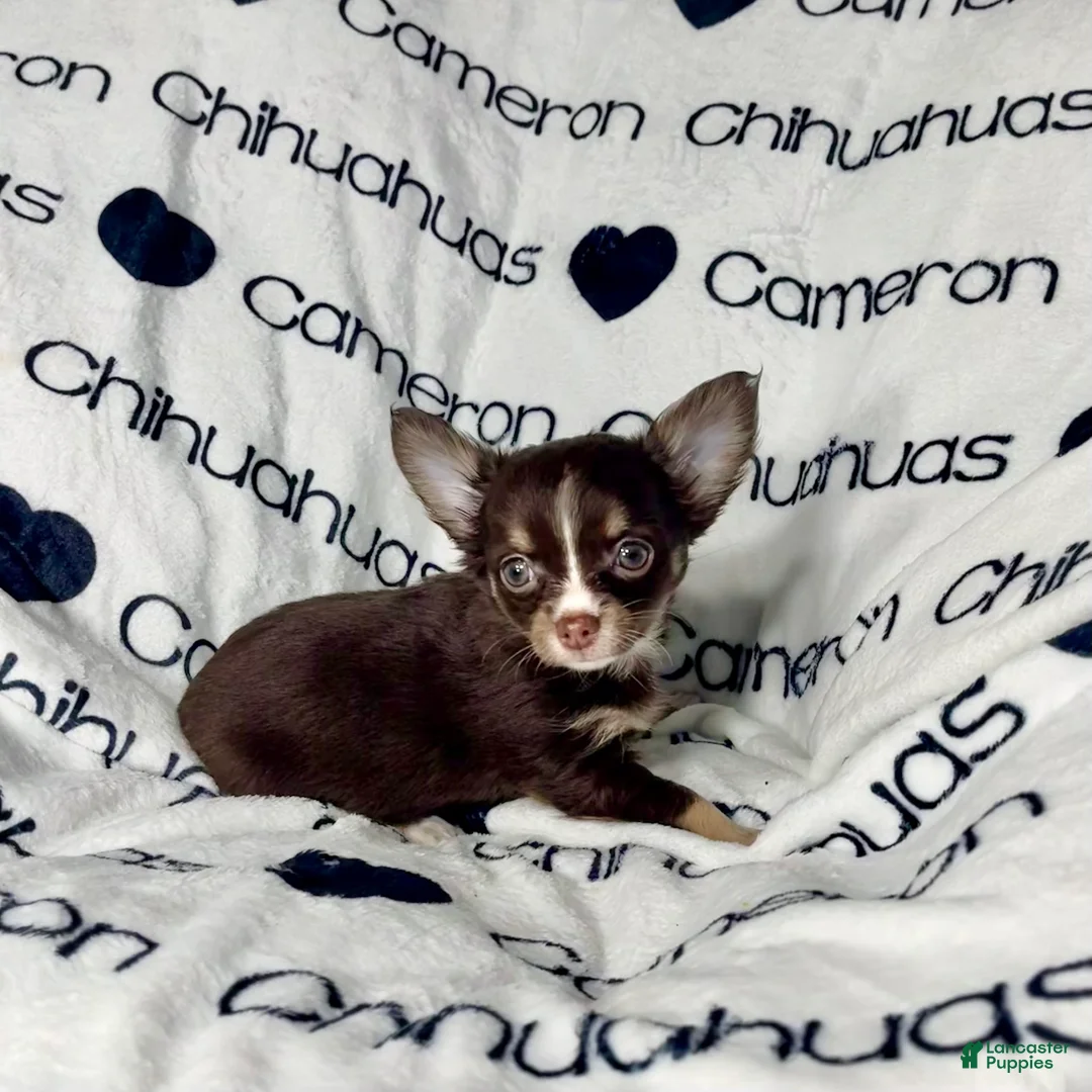Chihuahua dogs for sale: Addison Chocolate Tri LC - Ad 5