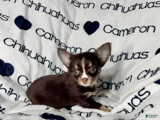 Chihuahua dogs Addison Chocolate Tri LC - Ad 2